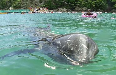海水浴場内を泳ぐクジラ